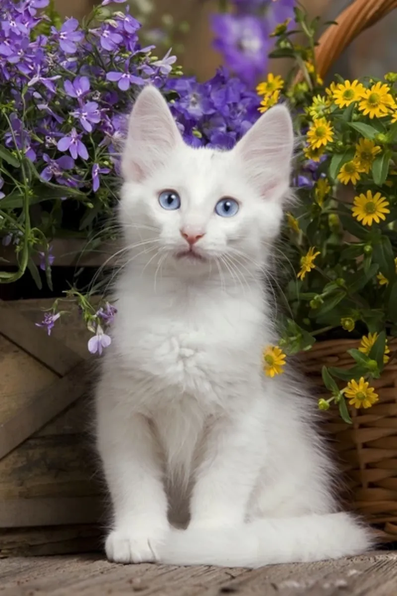 Turkish Angora