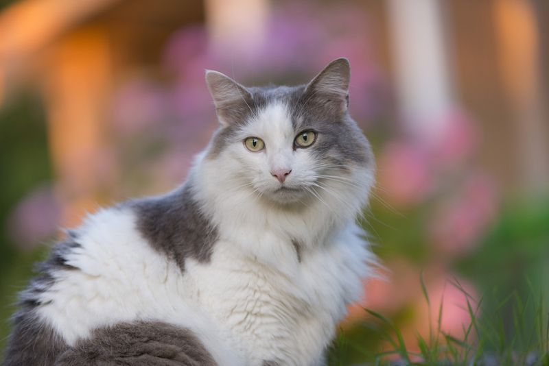 Turkish Angora