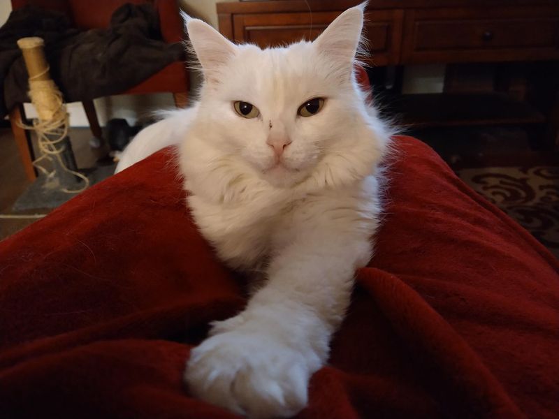 Turkish Angora