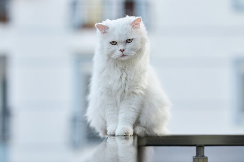 Turkish Angora