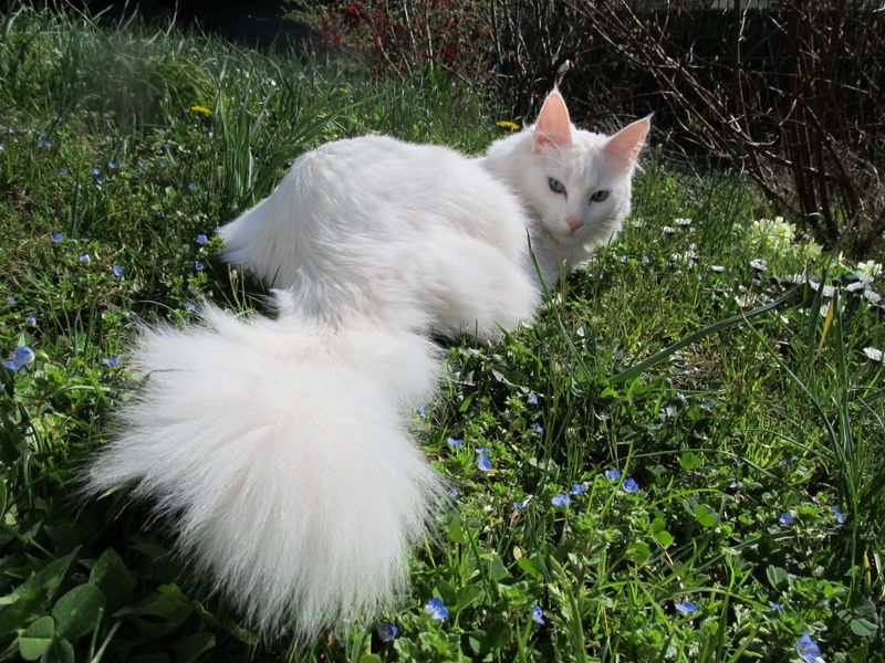 Turkish Angora