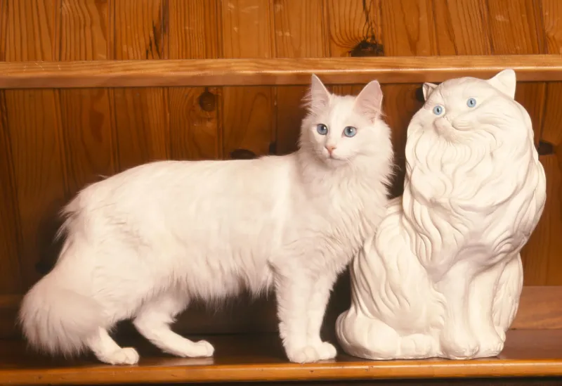 Turkish Angora