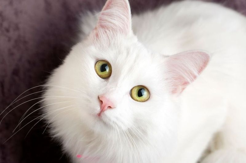 Turkish Angora