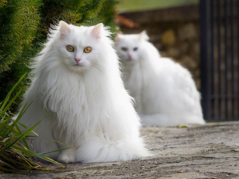 Turkish Angora