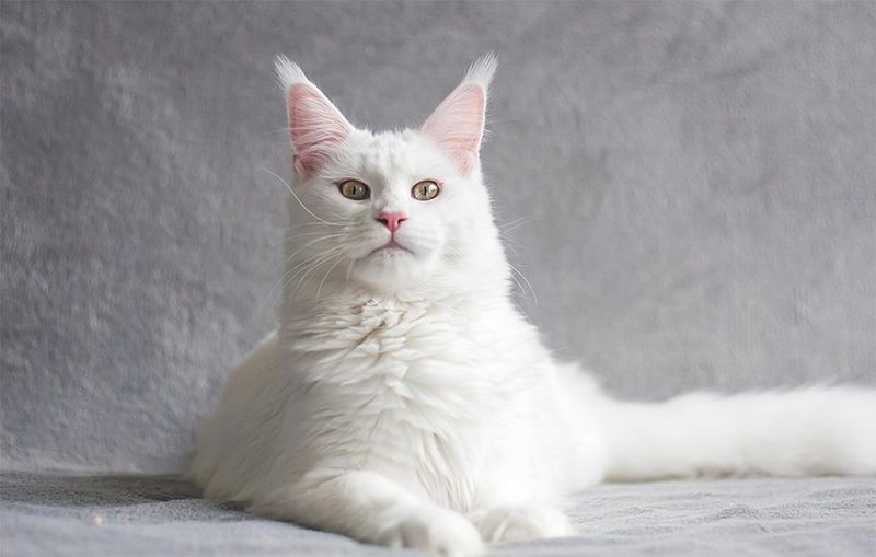 Turkish Angora