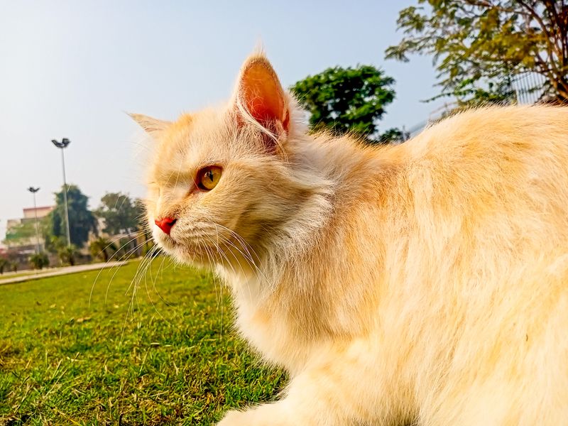 Turkish Angora