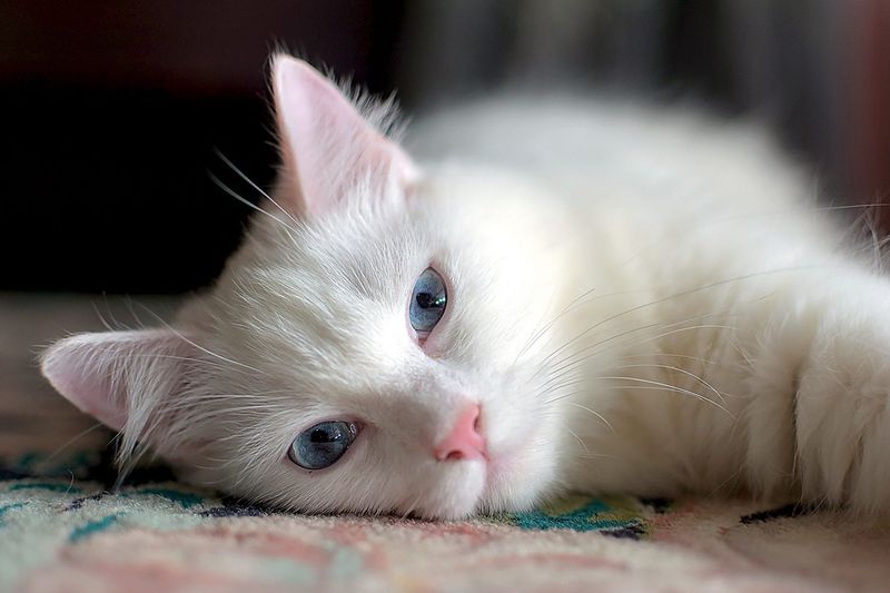 Turkish Angora