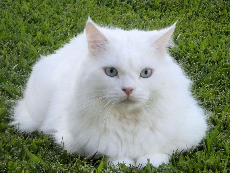 Turkish Angora