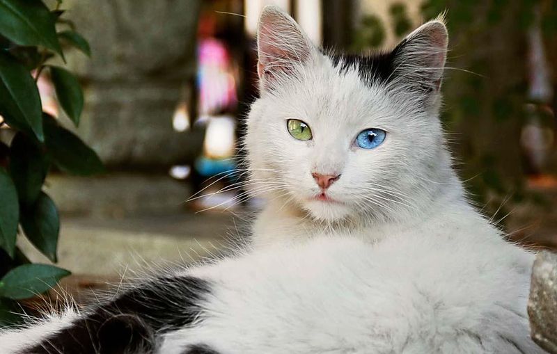 Turkish Angora