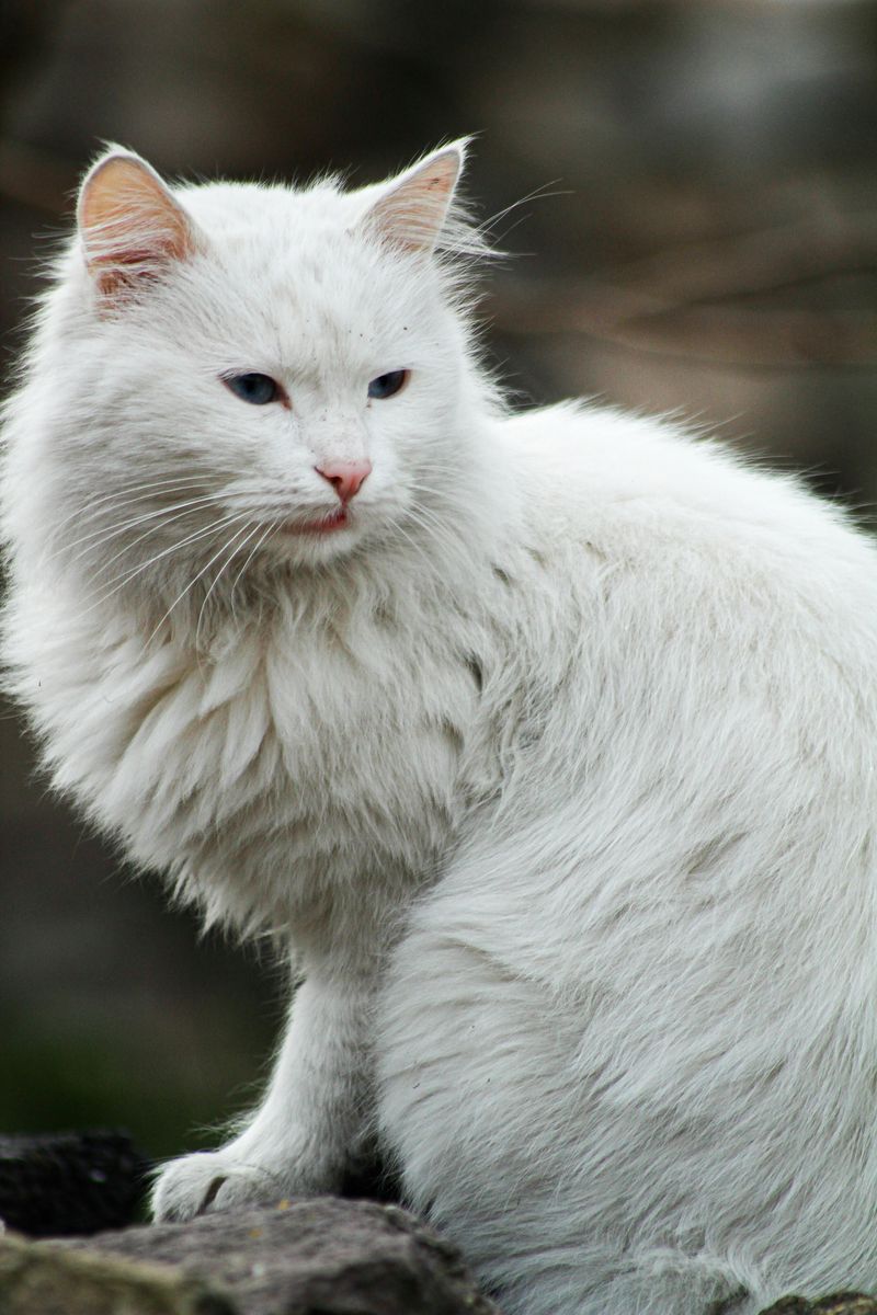 Turkish Angora