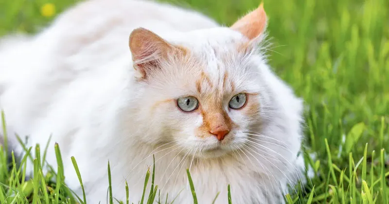 Turkish Angora