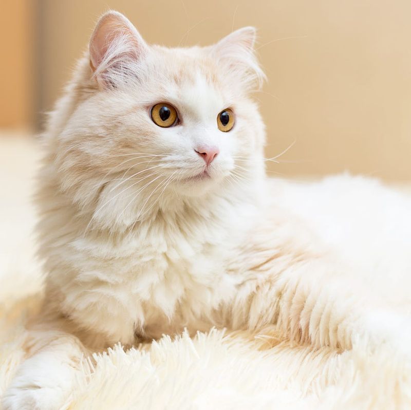Turkish Van – Maren