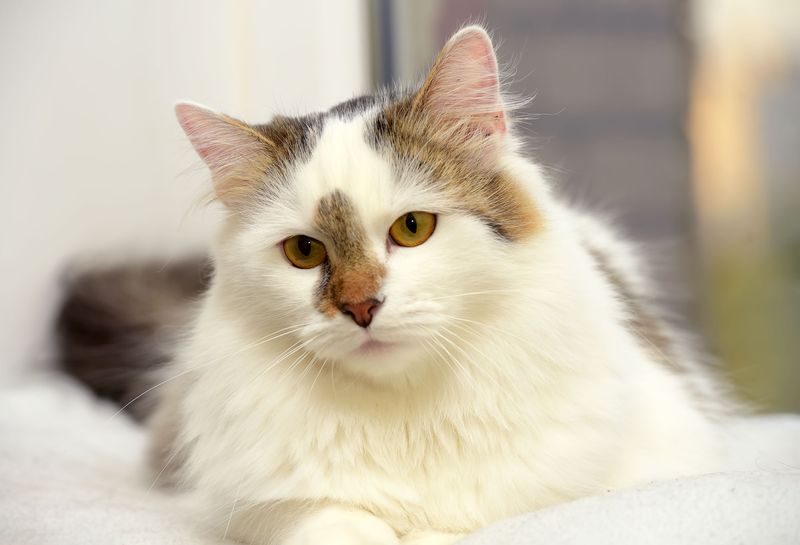 Turkish Van