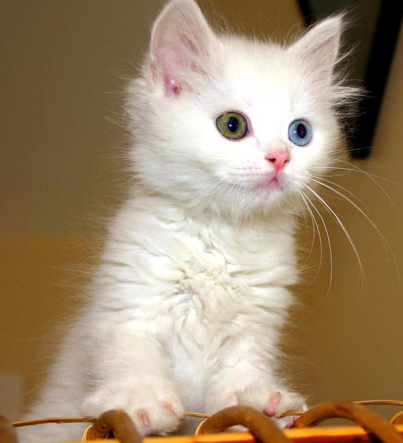 Turkish Van