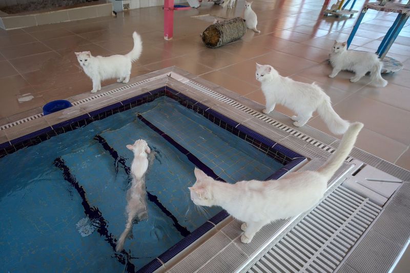 Turkish Van