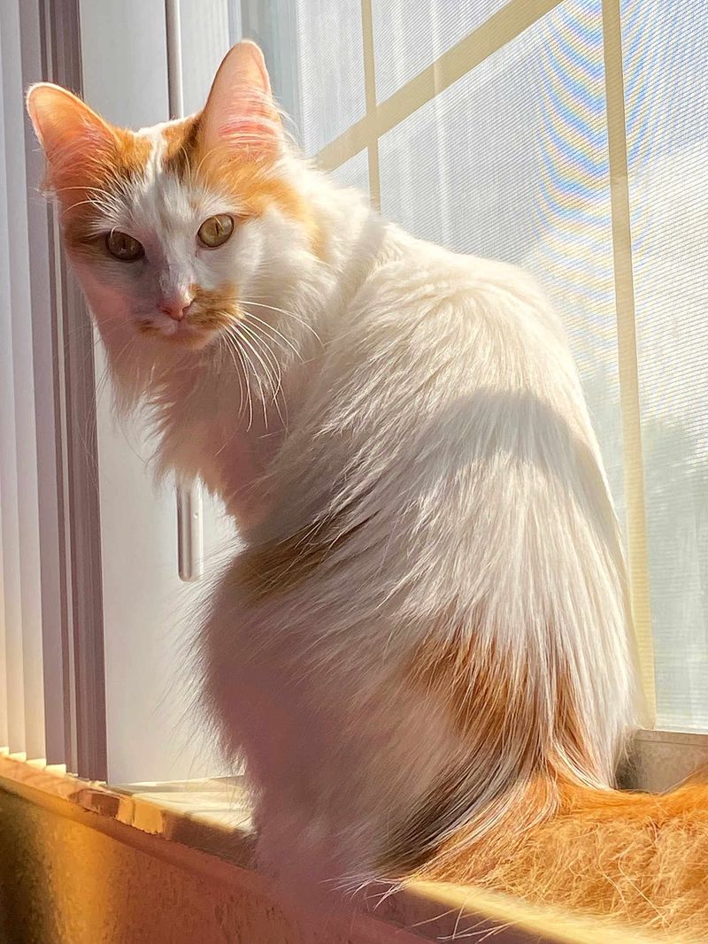 Turkish Van