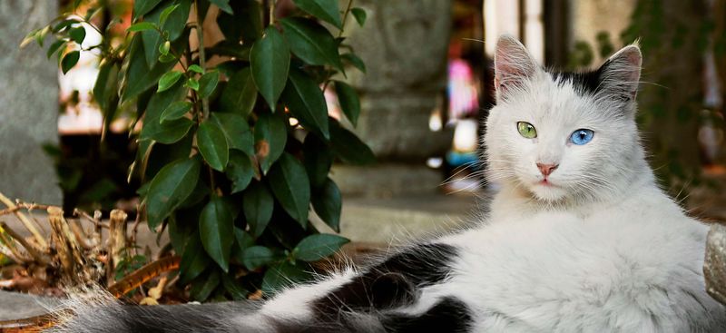 Turkish Van