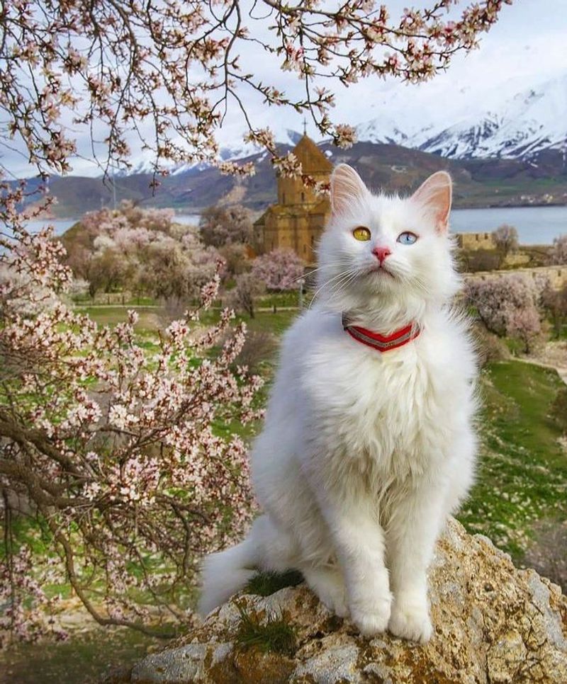 Turkish Van