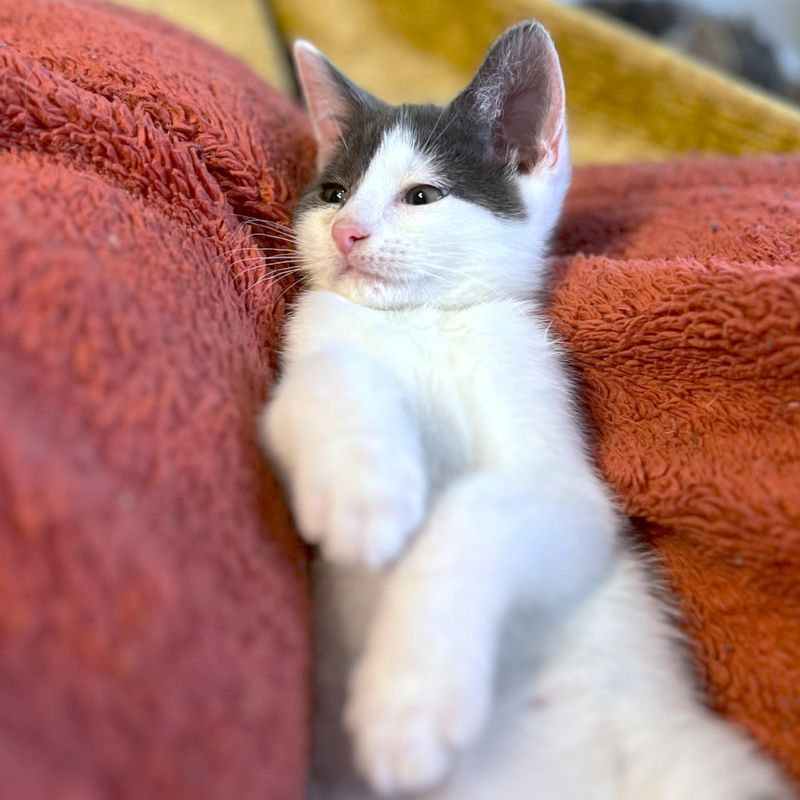 Turkish Van