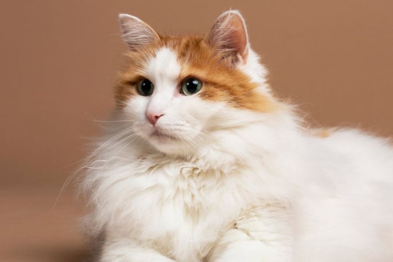 Turkish Van