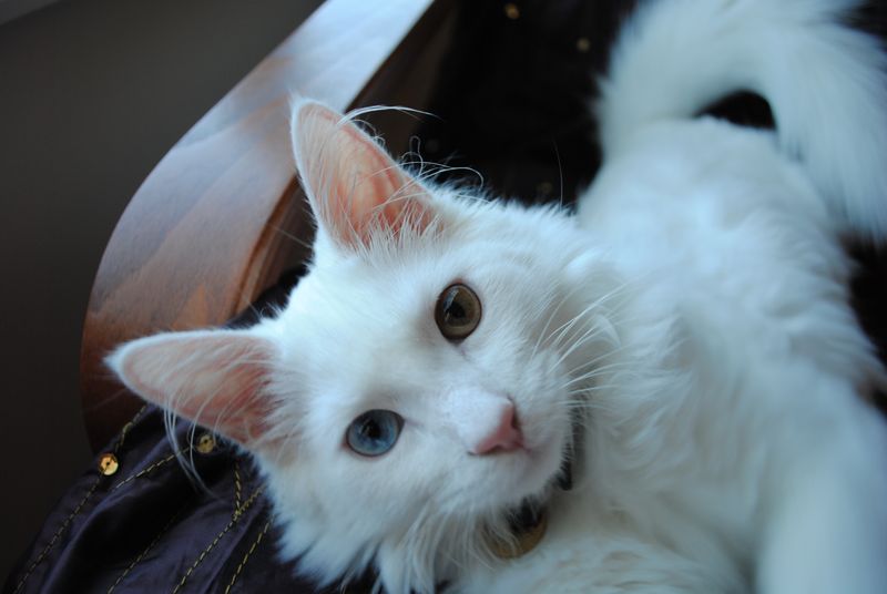 Turkish Van