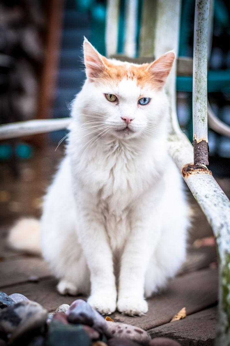 Turkish Van