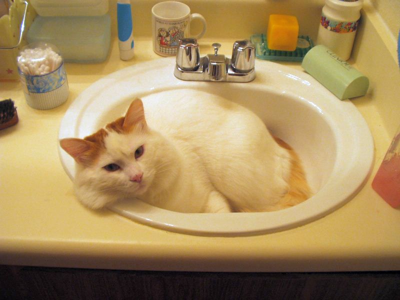 Turkish Van