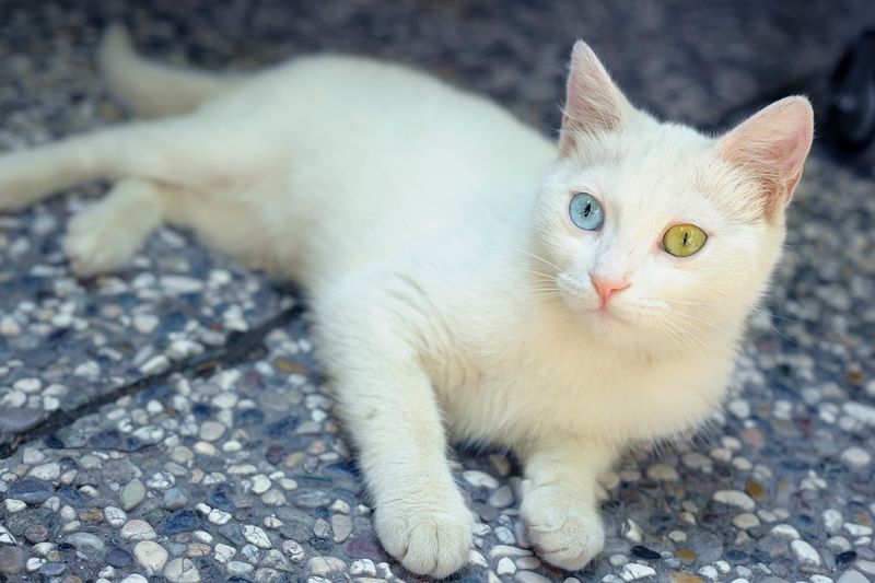 Turkish Van