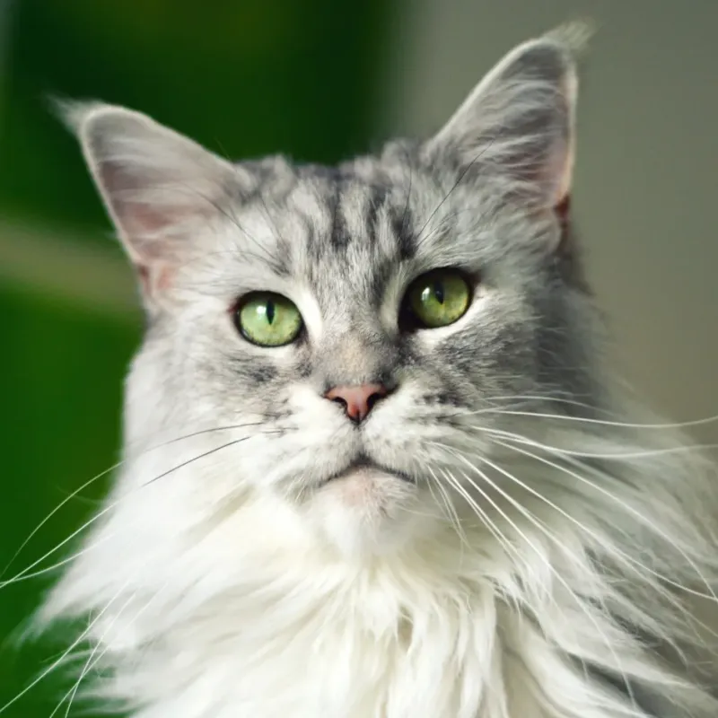 Turkish Van