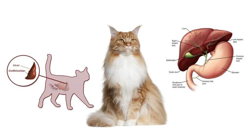 Underlying Medical Conditions
