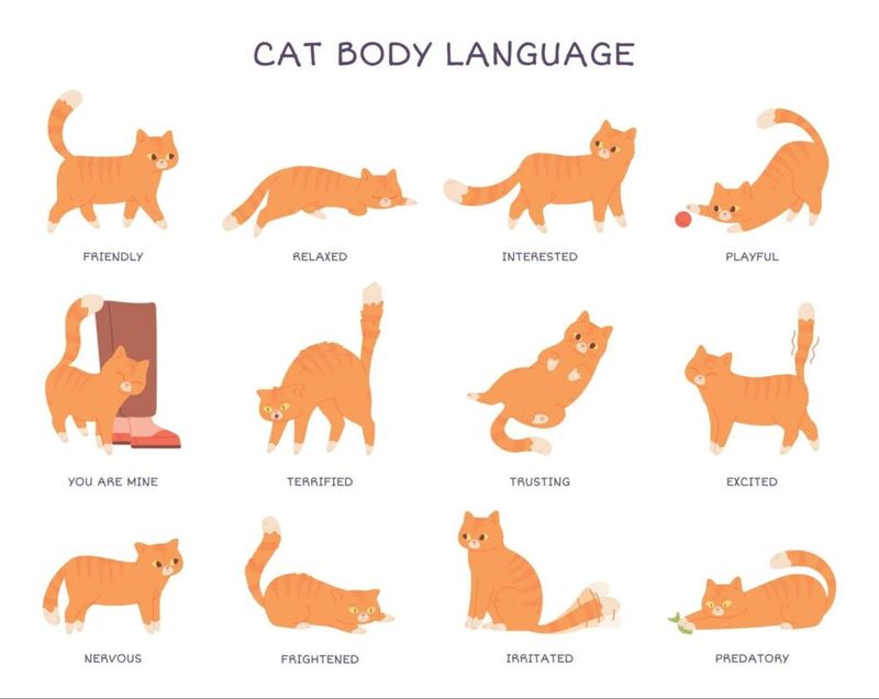 Understand Feline Communication