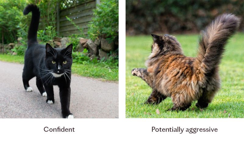 Understand Their Body Language