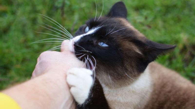Understand Why Cats Bite and Scratch