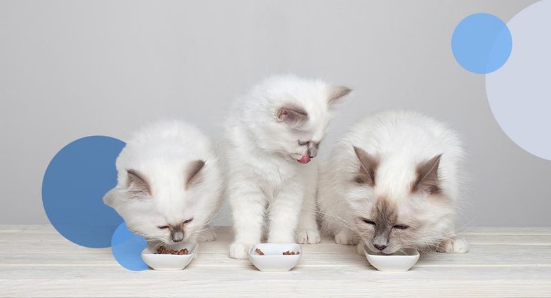 Understand Your Cat's Age