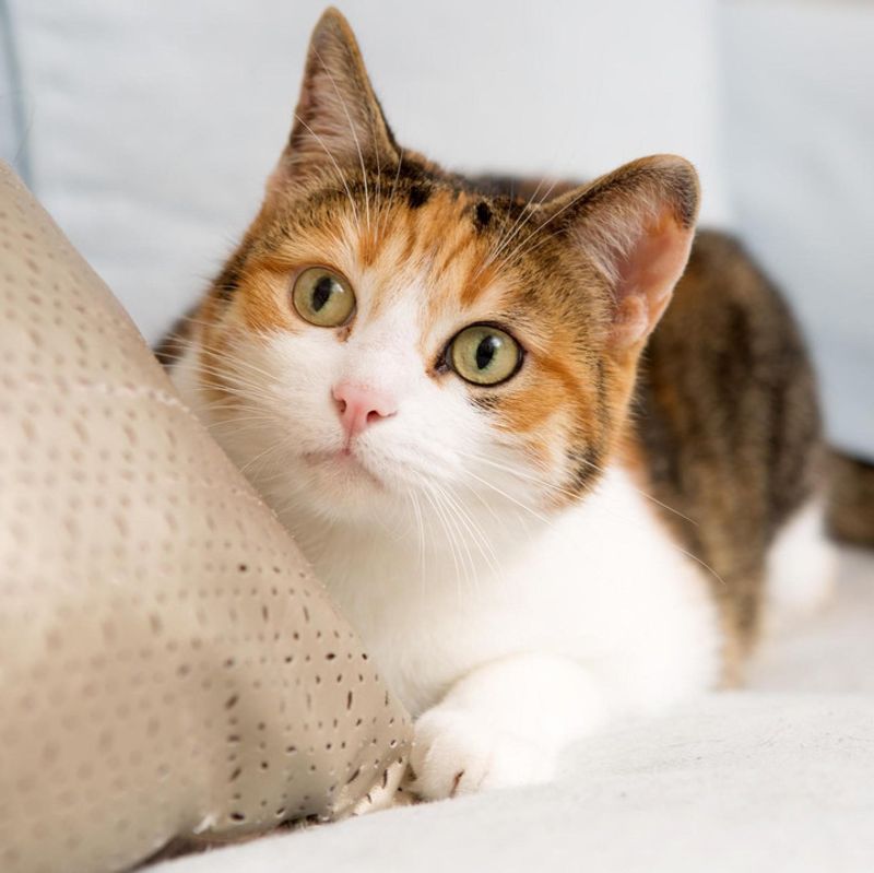 Understand Your Cat's Personality