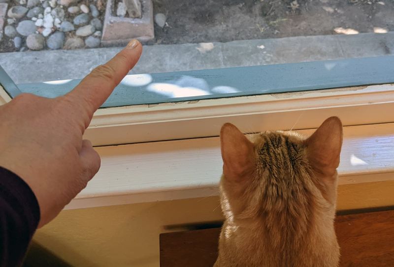 Understanding Human Pointing