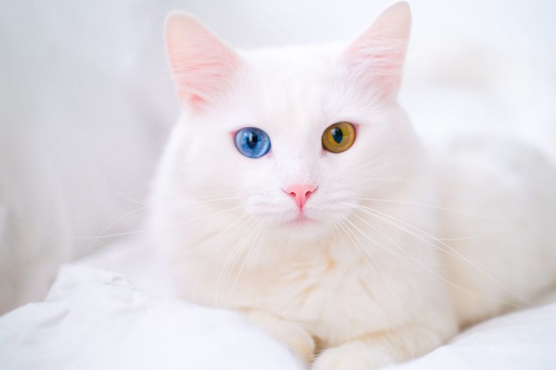 Unique Eye Colors