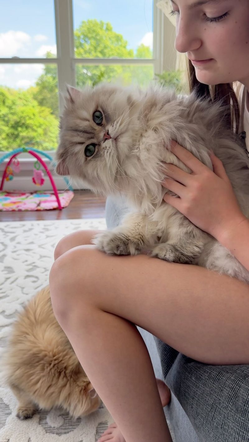 Unmatched Affection: Persian Cats as Loving Companions
