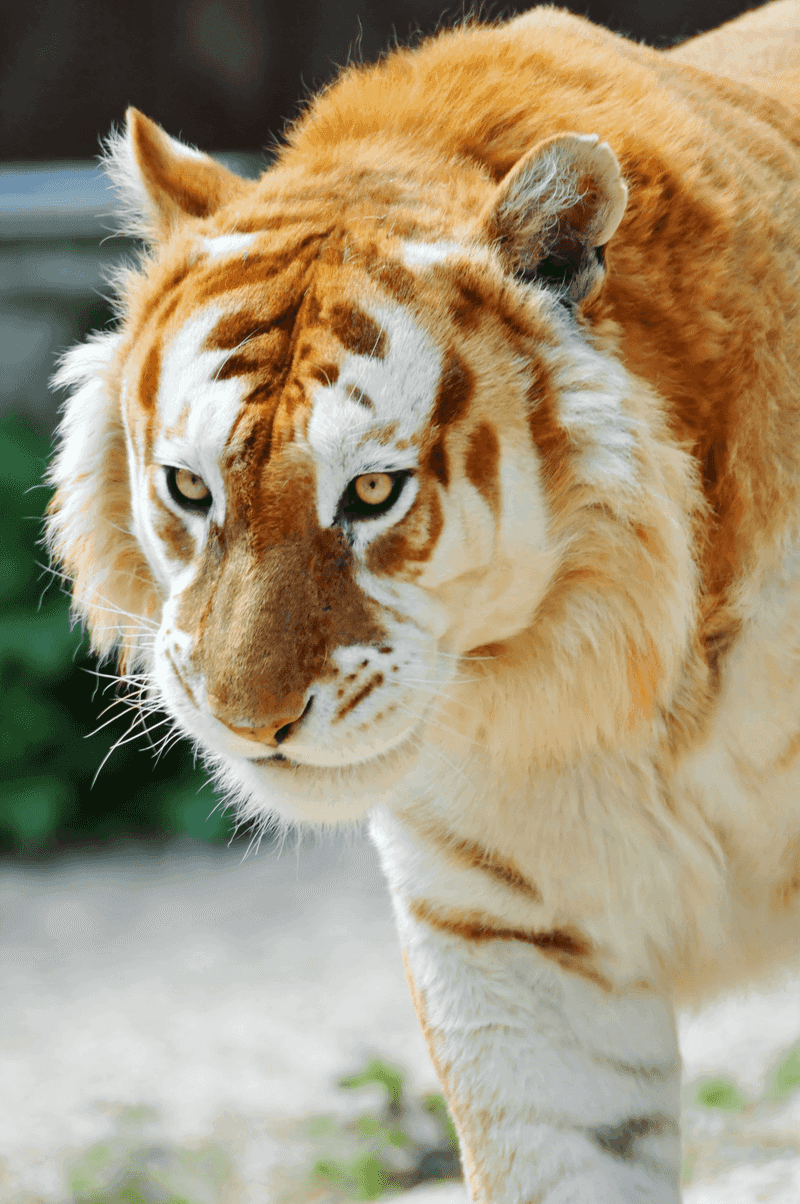 Unmatched Beauty