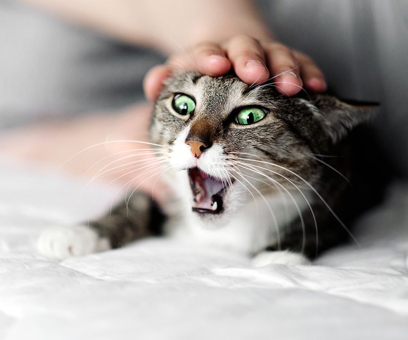 Unusual Aggression When Touched