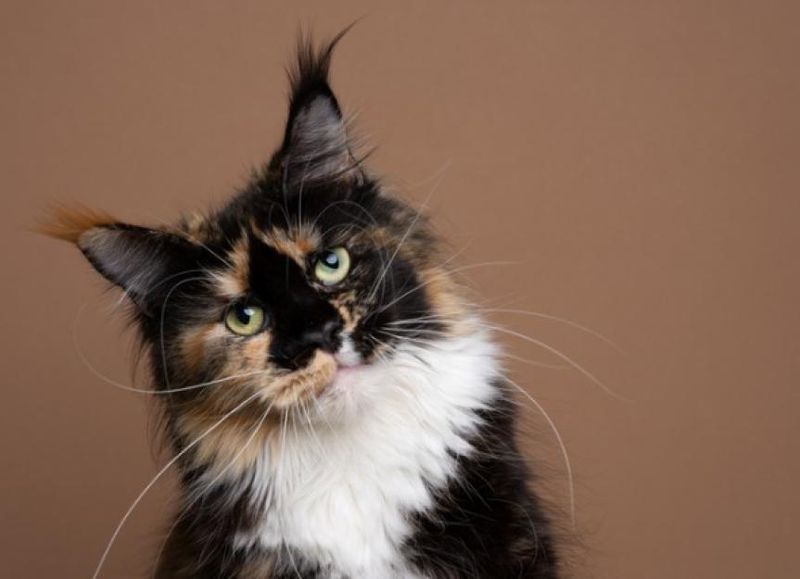 Unusual Head Tilting or Circling