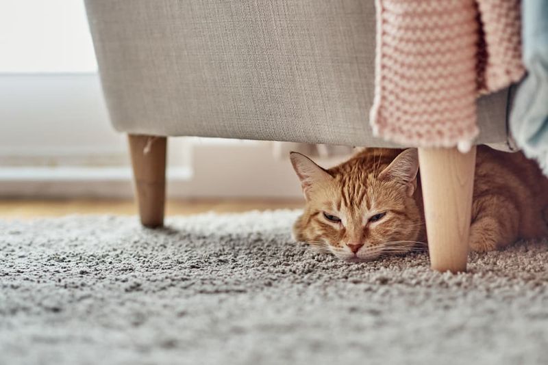 Unusual Hiding Behavior