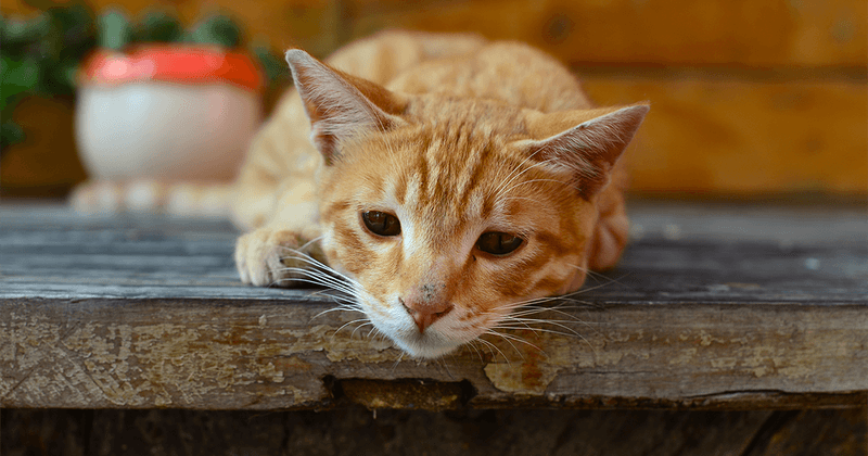 Unusual Lethargy