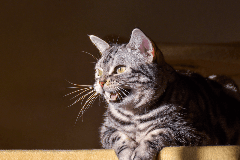 Unusual Vocalization