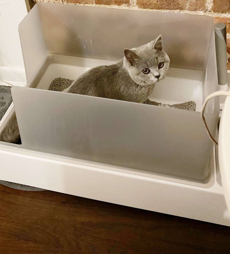 Upgrade Their Litter Box Setup