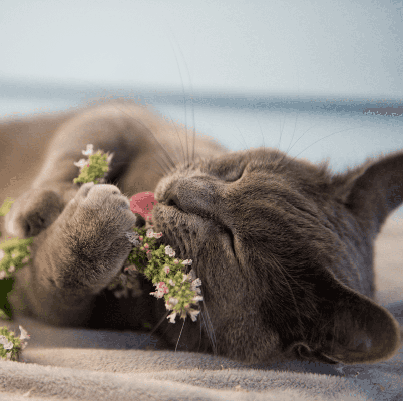 Use Calming Herbal Scents