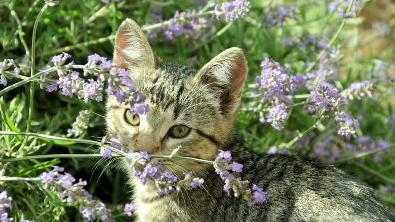 Use Natural Deterrent Plants