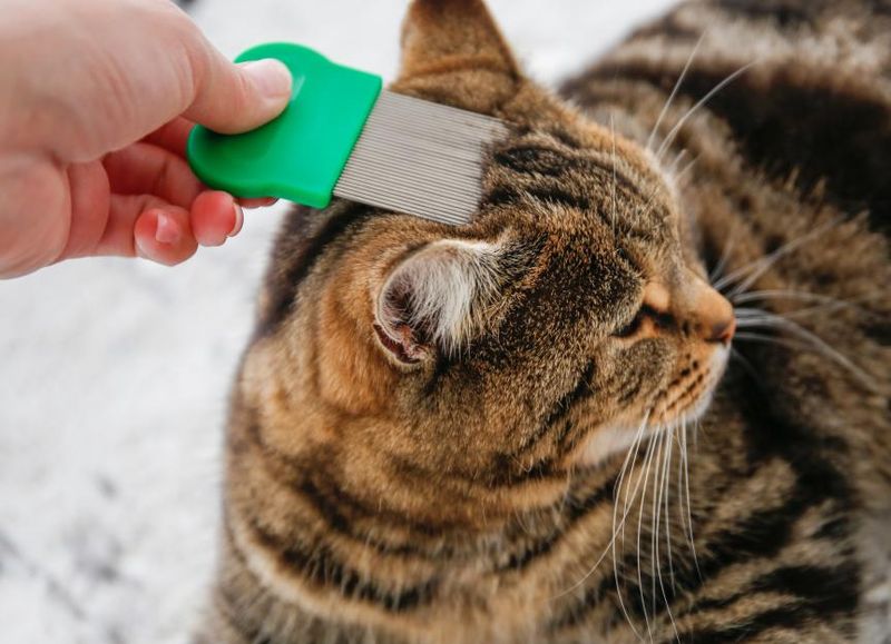 Use a Flea Comb Regularly