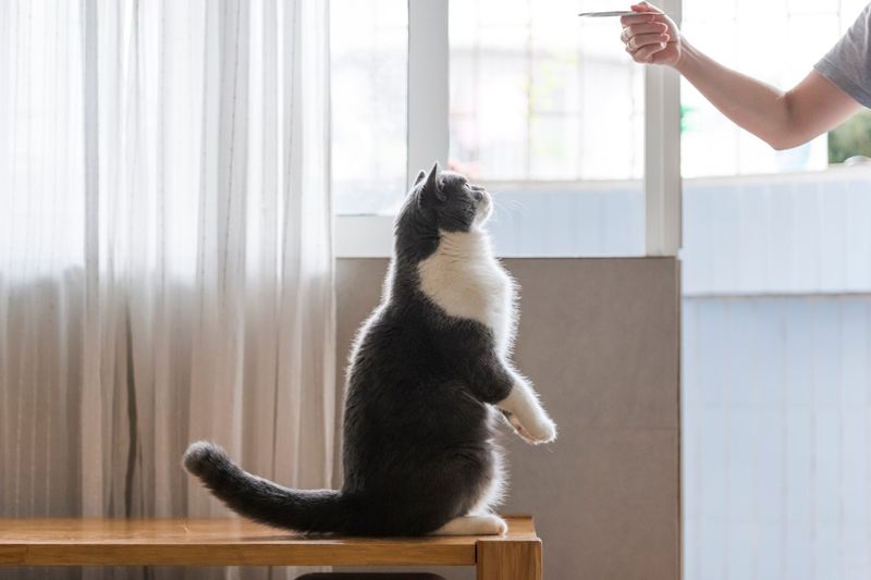 Using Punitive Training Methods
