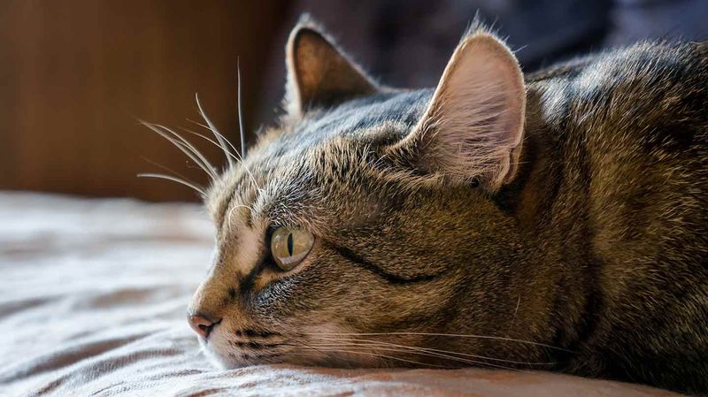 Using Strong Scents or Cleaners